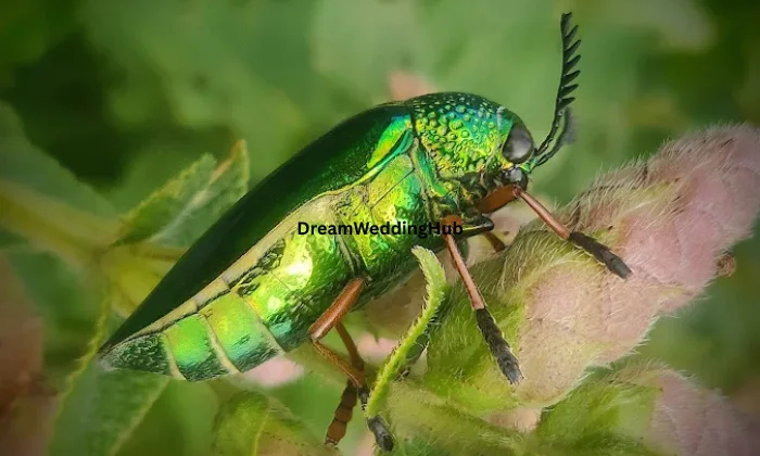 WHITE SHADOWS School of Art  Photography